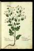  Fol. 215 

Parthenion
Amaracon Gale:
Matricaria Hetruscis
Artemisia secundum genus Fuch:
Parthenium
Amaracum Pauli
Achuen, Vehuen, Achuan Arab.
Amarella Bononiensis